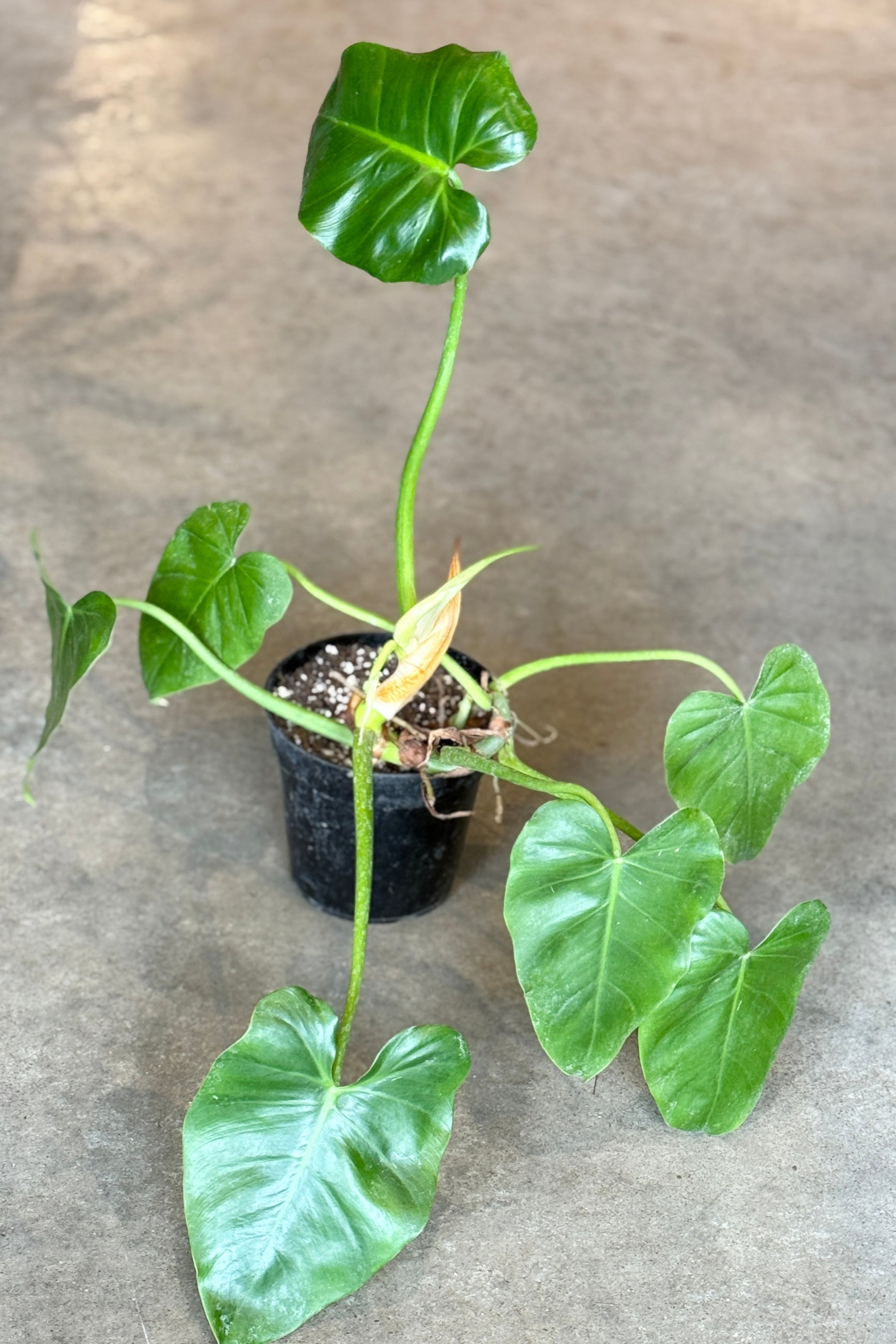 Philodendron giganteum in a 6 growers pot sitting on a concrete floor ©Sprout Home
