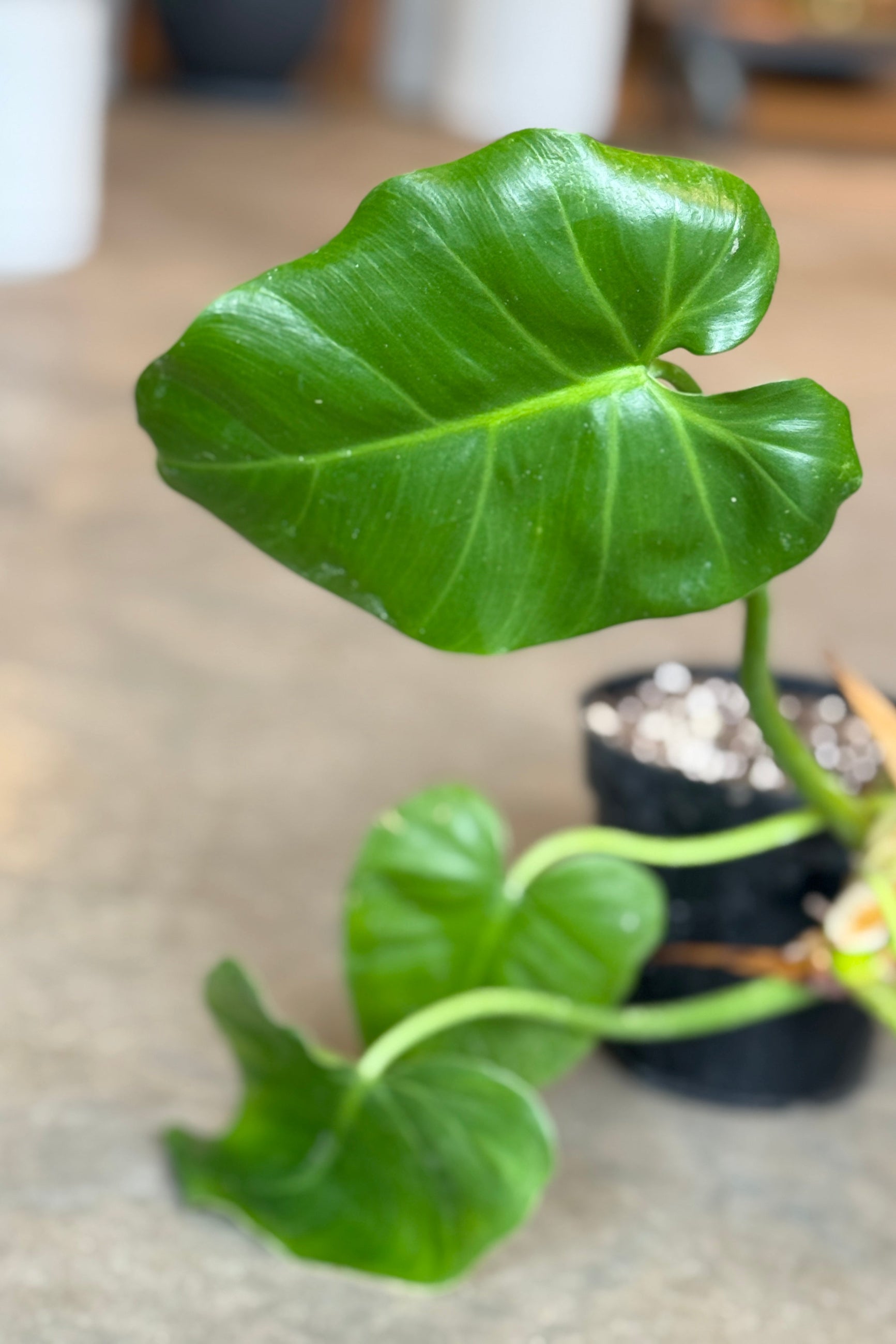 Green leafy Philodendron giganteum plant with a blurred background ©Sprout Home