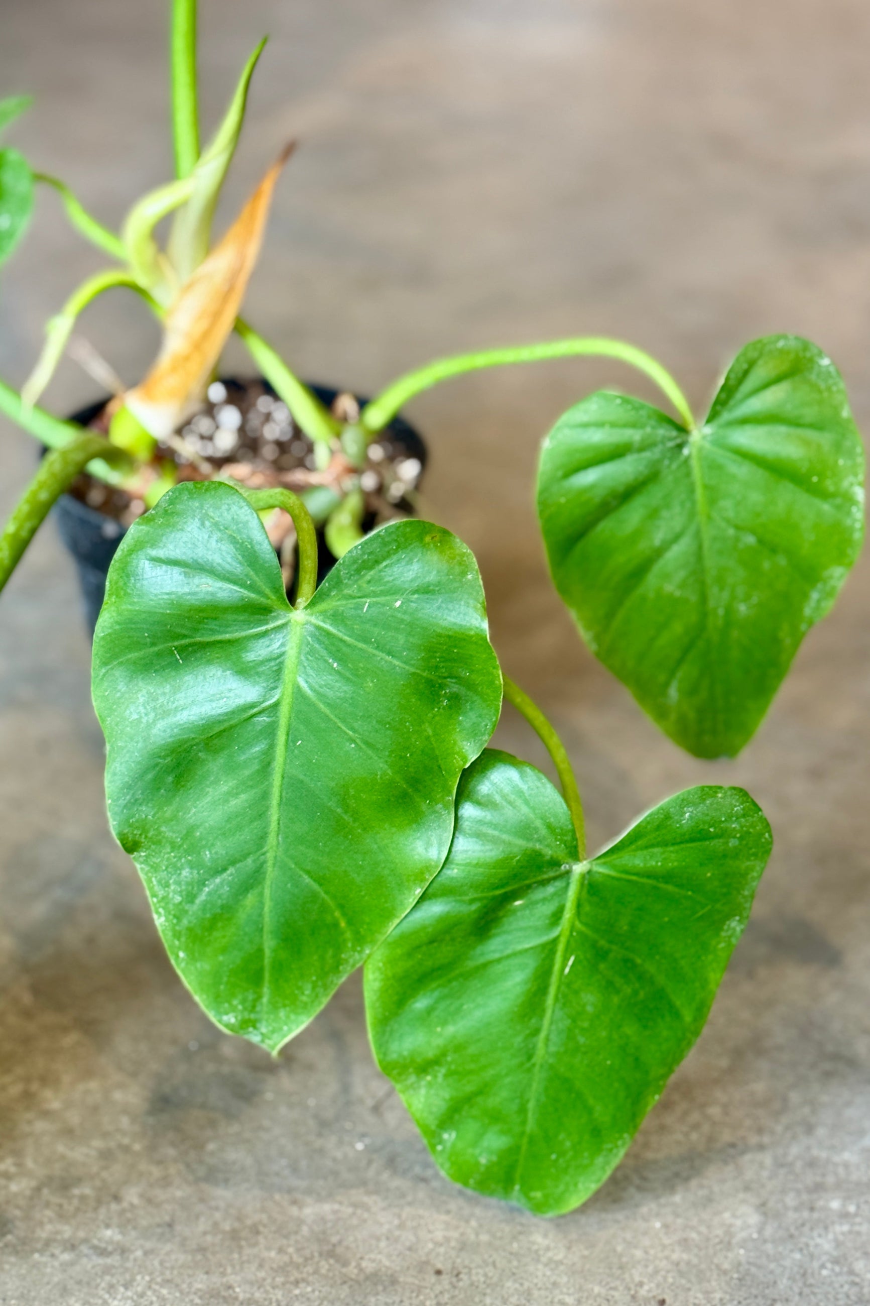 Philodendron giganteum 6