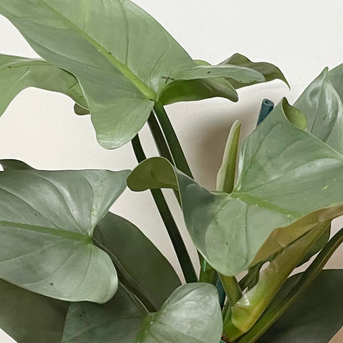 caring for an philodendron hastatum Philodendron hastatum "Silver Sword" 6" at SPROUT HOME