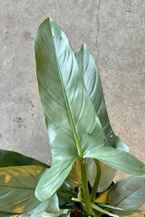 Photo of gray/silver/green leaves of Philodendron hastatum against a cement wall