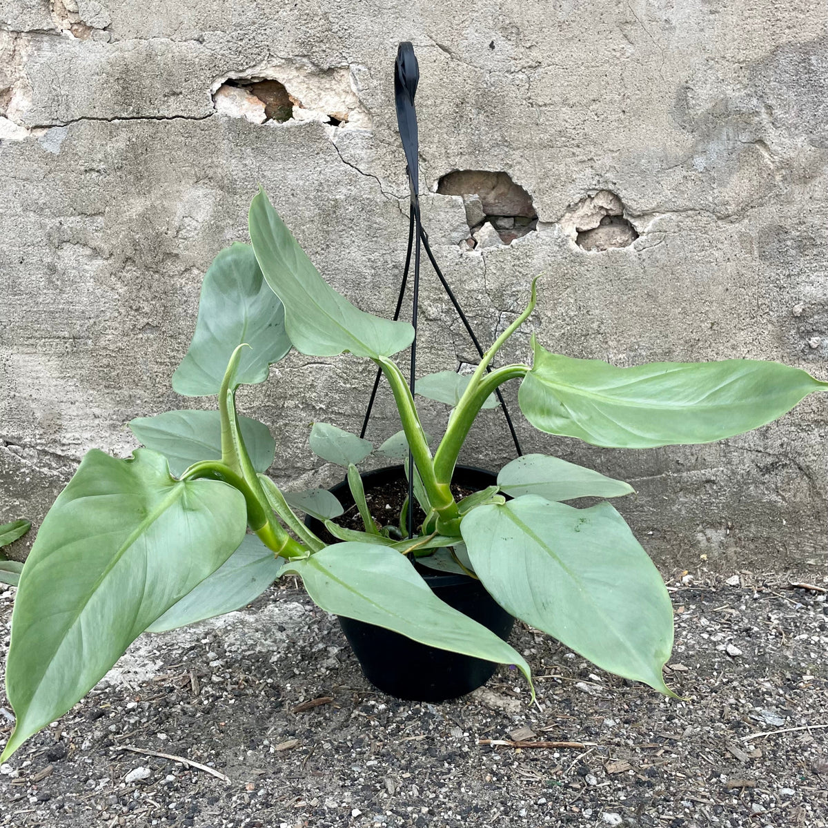 philodendron gray Philodendron hastatum 
