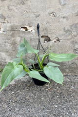 Photo of a Silver Sword Philodendron photographed against a cement wall. The plant is in a black pot with a black hanger. The leaves are wide and pointed with a soft silver-green color.