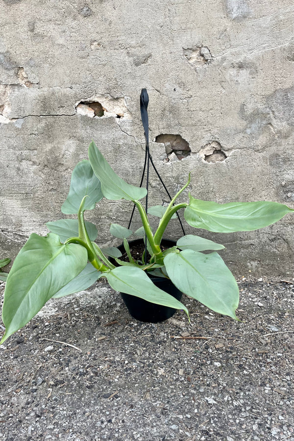 Photo of a Silver Sword Philodendron photographed against a cement wall. The plant is in a black pot with a black hanger. The leaves are wide and pointed with a soft silver-green color.
