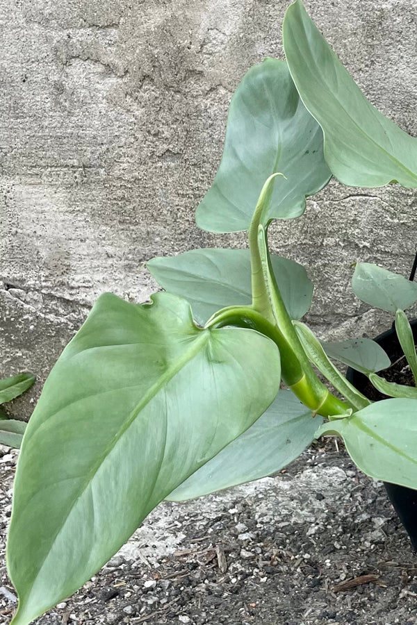 Close Photo of a Silver Sword Philodendron photographed against a cement wall. The plant is in a black pot with a black hanger. The leaves are wide and pointed with a soft silver-green color.