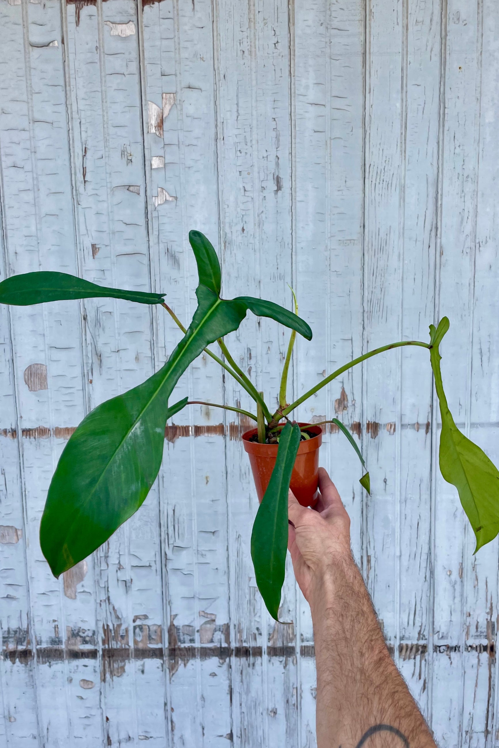 Person holding a potted plant against a wooden fence background. Narrow leaves. Philodendron joepii ©Sprout Home