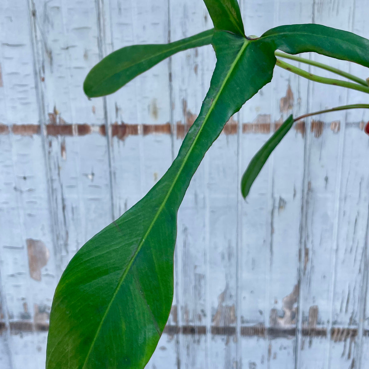 philodendron joepii ebay Philodendron joepii 4" at SPROUT HOME