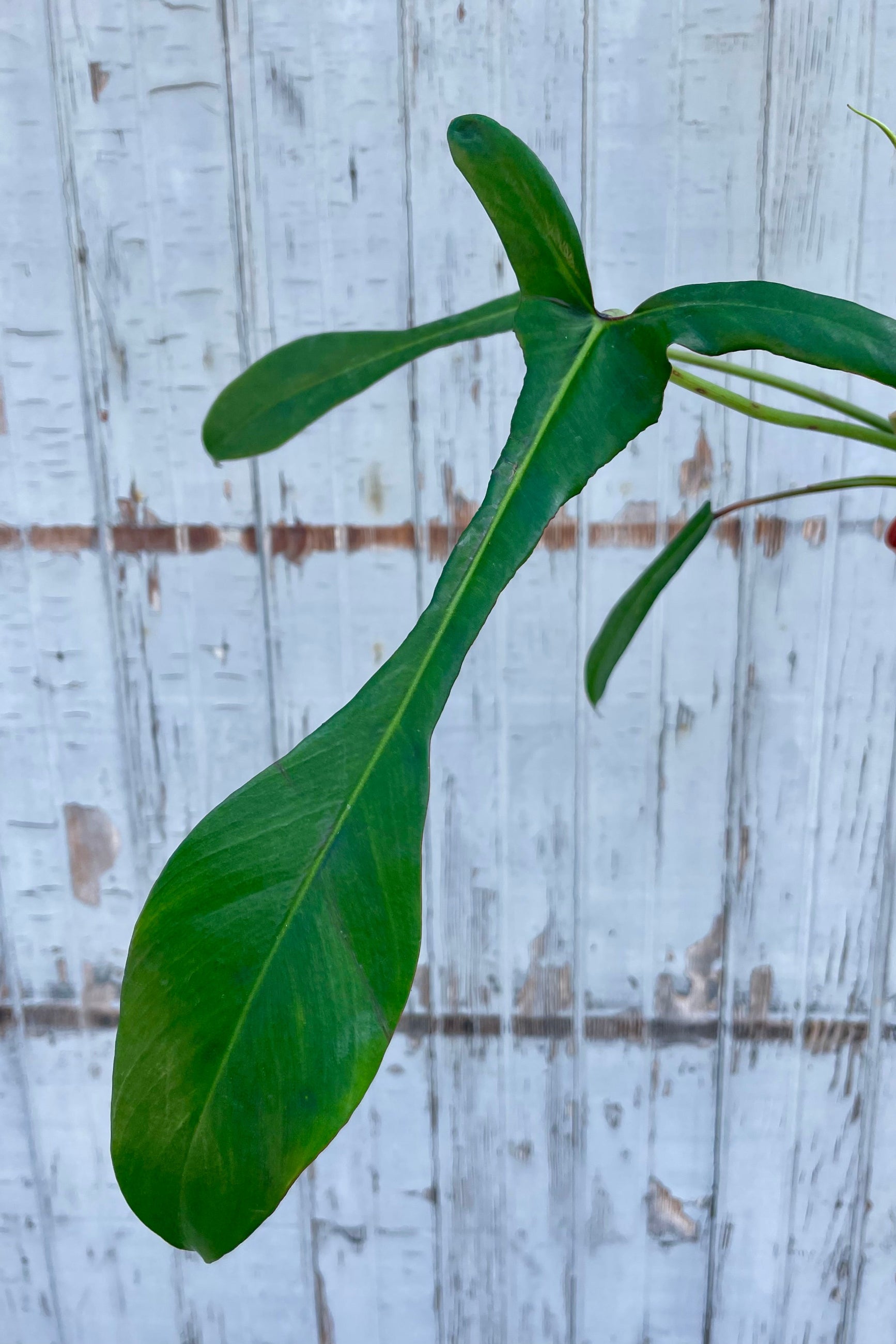 Close photo of the incredibly narrow leaf of Philodendron joepii in front of a wooden wall ©Sprout Home