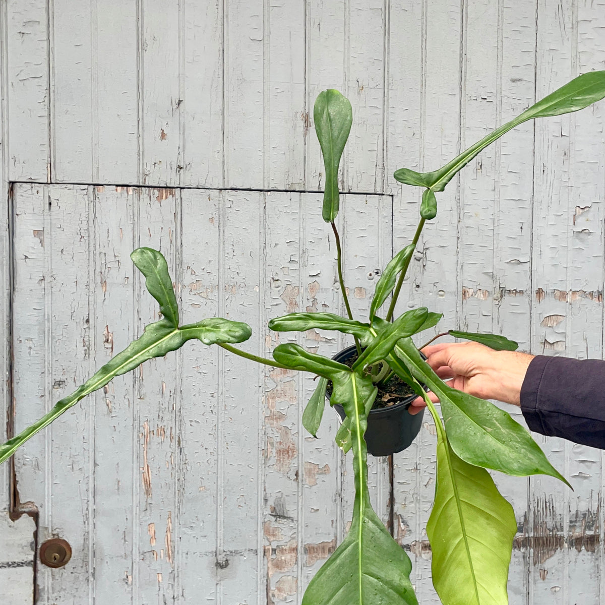 philodendron joepii mature Philodendron joepii 6" at SPROUT HOME