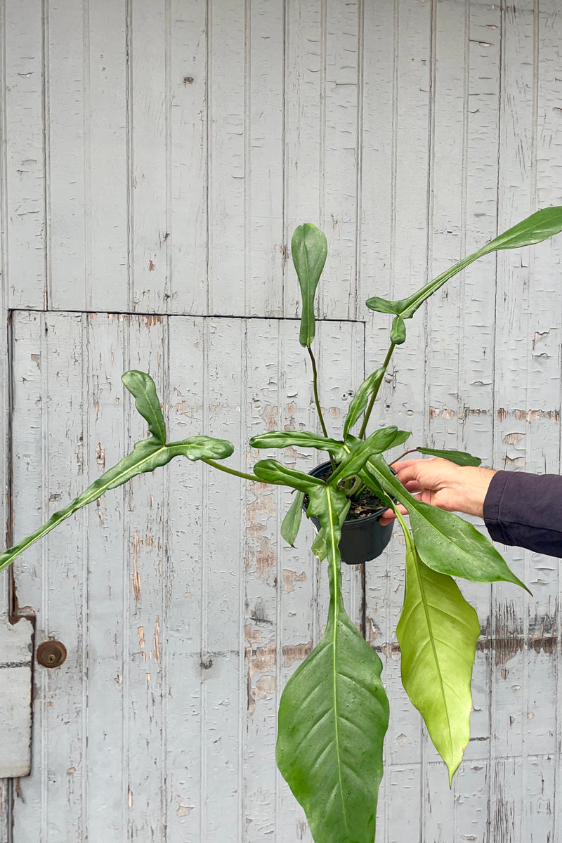 Photograph looking at a hand holding a Philodendron Joepii in a black pot against a gray wall. This Philodendron has very narrow green leaves.