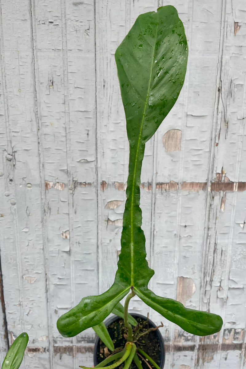 Close photo of a Philodendron joepii leaf against a gray wall. The leaf is very narrow with a long central vein and a small pare of lobes at the petiole.