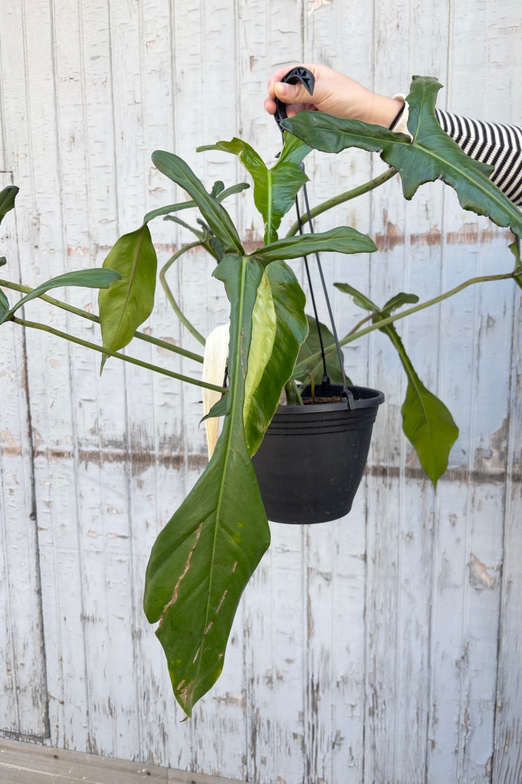 Philodendron joepii hanging basket against grey wall ©Sprout Home