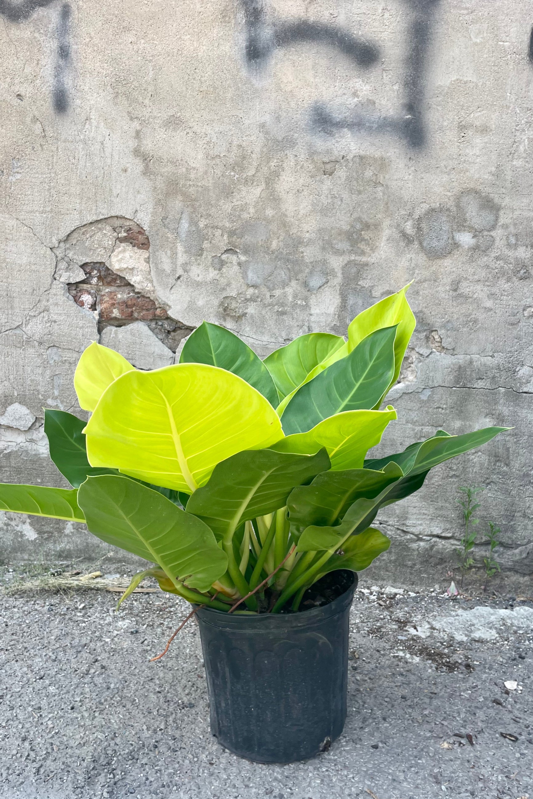 Philodendron 'Moonlight' 10