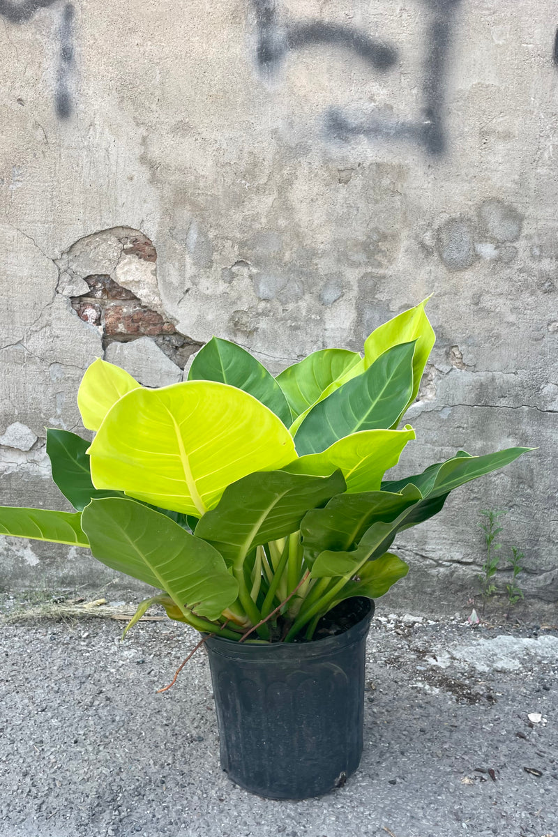 Photo of Philodendron 'Moonlight' in a nursery pot against a concrete gray wall.
