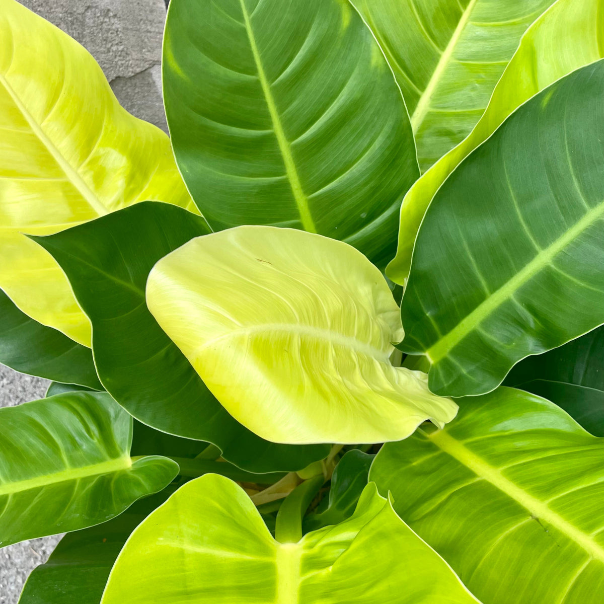 philodendron moonlight x serratum Philodendron 'Moonlight' 10" at SPROUT HOME