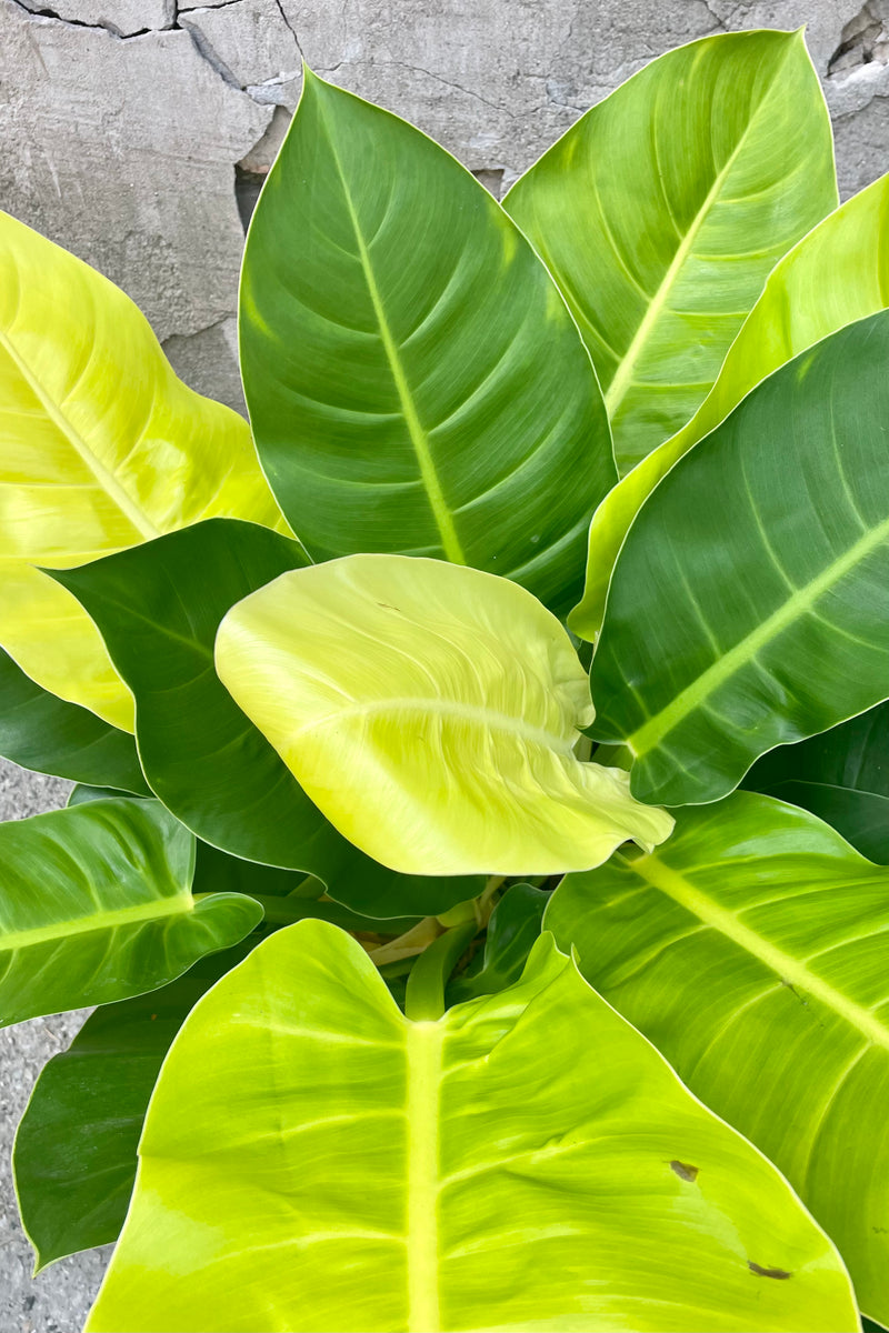 Close photo of bright green wide leaves of Philodendron 'Moonlight' against a gray concrete wall.
