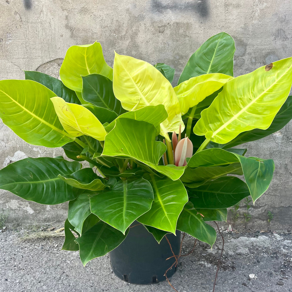 philodendron moonlight hybrid Philodendron 'Moonlight' 14" at SPROUT HOME