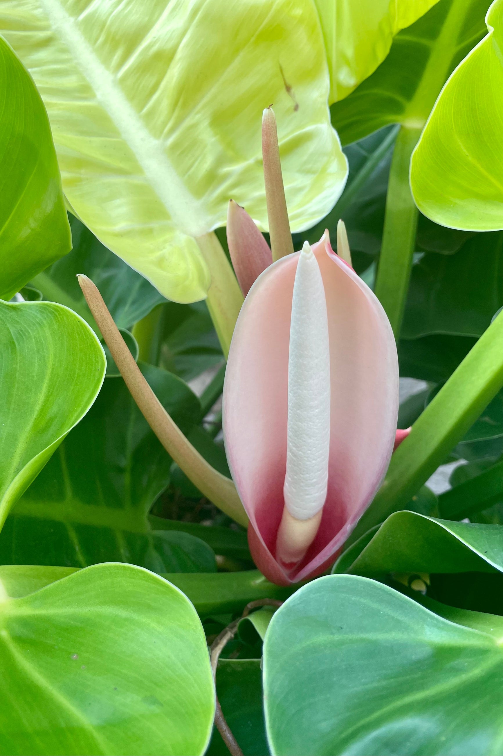Close photo of Philodendron 'Moonlight' flower. ©Sprout Home