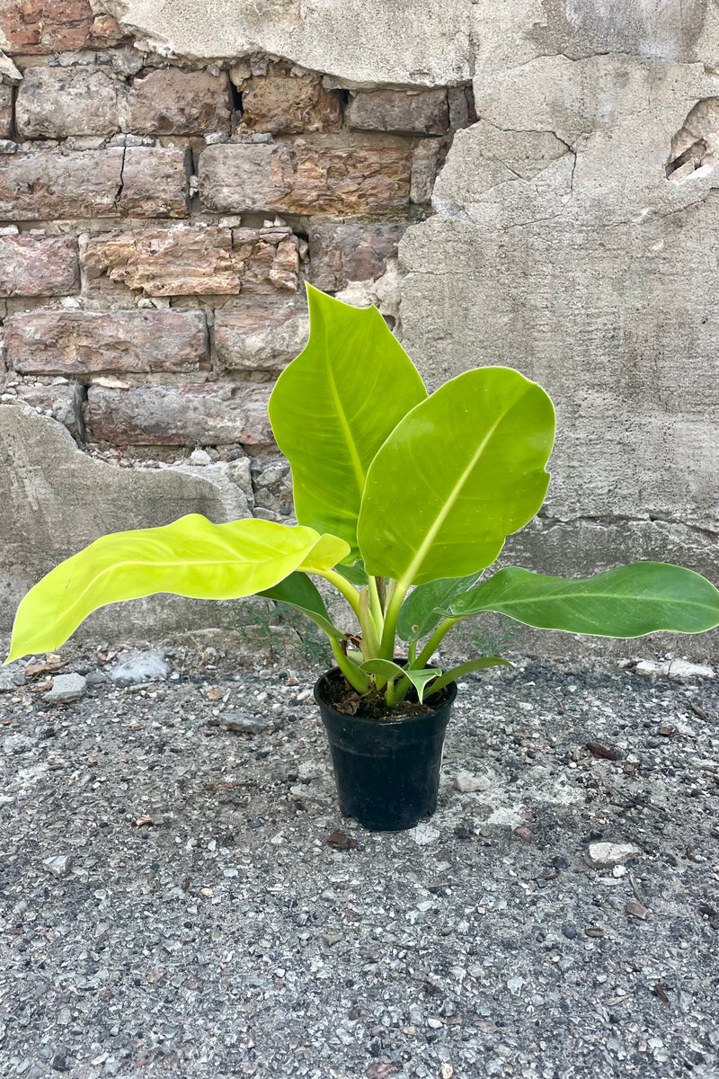 Photo of bright green leaves of Philodendron 'Moonlight' plant in a black pot against a cement wall.