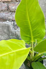Close detail photo of broad, bright green leaves of Philodendron 'Moonlight' plant against a cement wall.