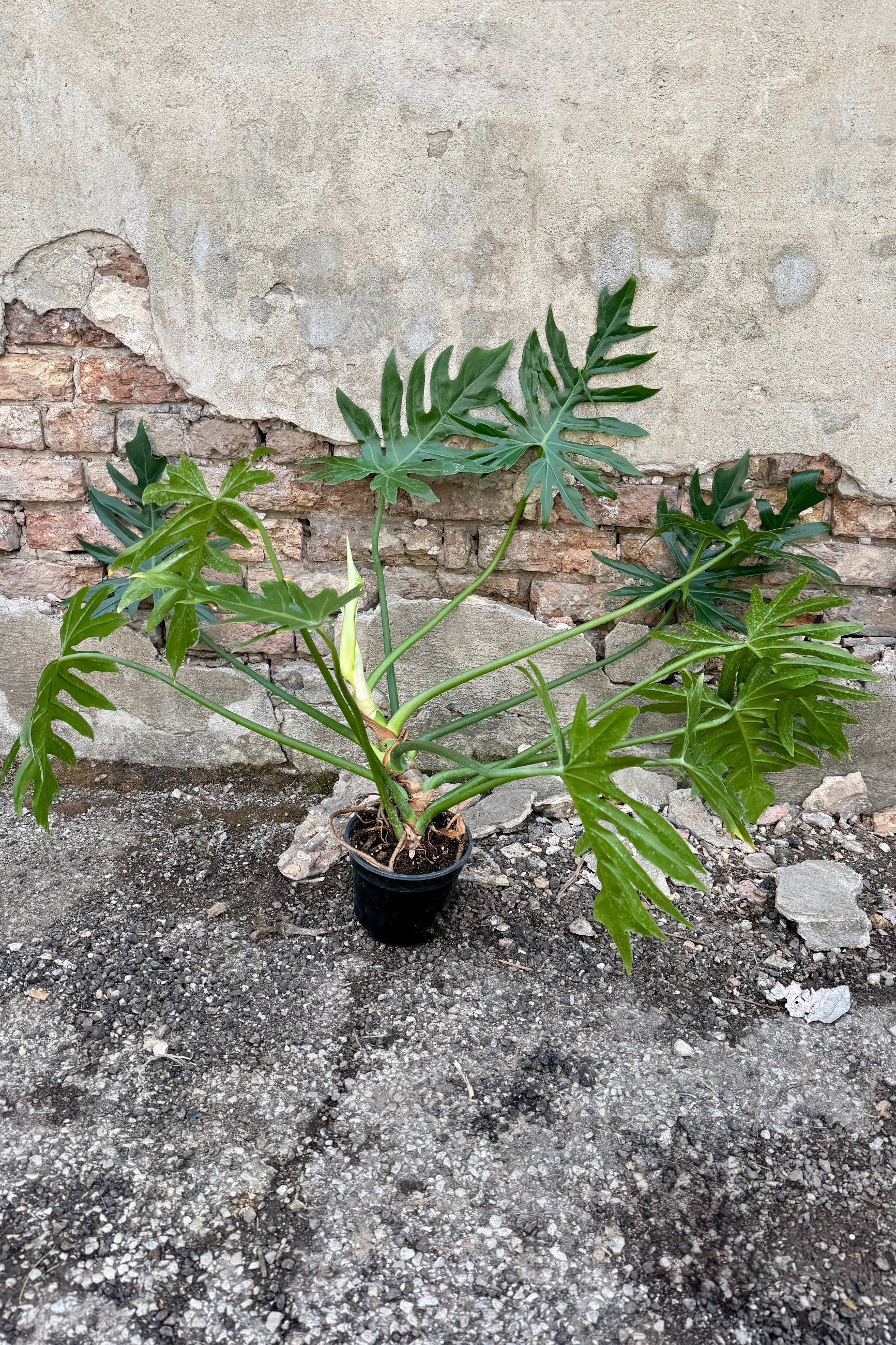 Philodendron mayoi plant in a 6" growers pot on a concrete surface with a concrete wall background ©Sprout Home
