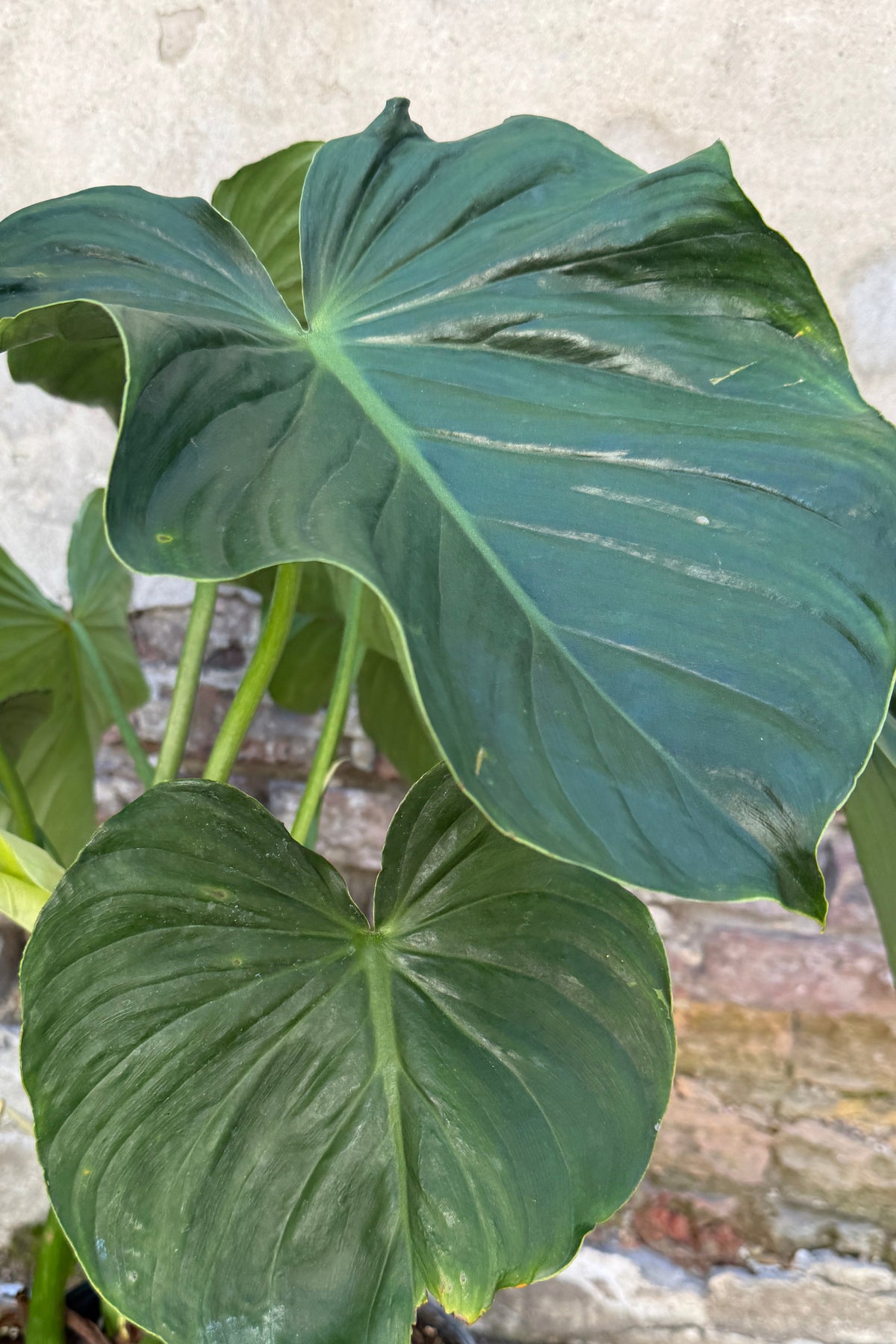 A close-up of a Philodendron peltatum, photographed against a light textured wall and brick surface. ©Sprout Home