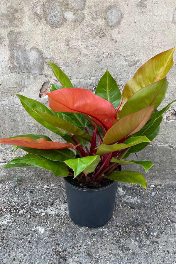 Philodendron 'Prince of Orange' in a 10" growers pot in front of a concrete wall showing off its colorful blend of green to orange leaves. 