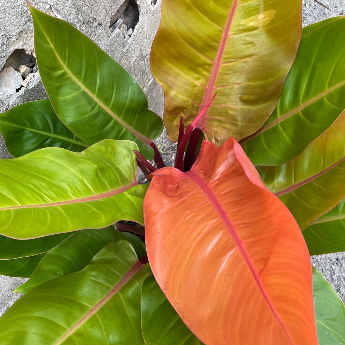 Philodendron 'Prince of Orange' 10