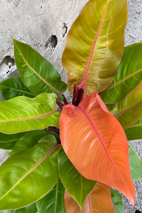 The bold green to orange leaves of Philodendron 'Price of Orange'