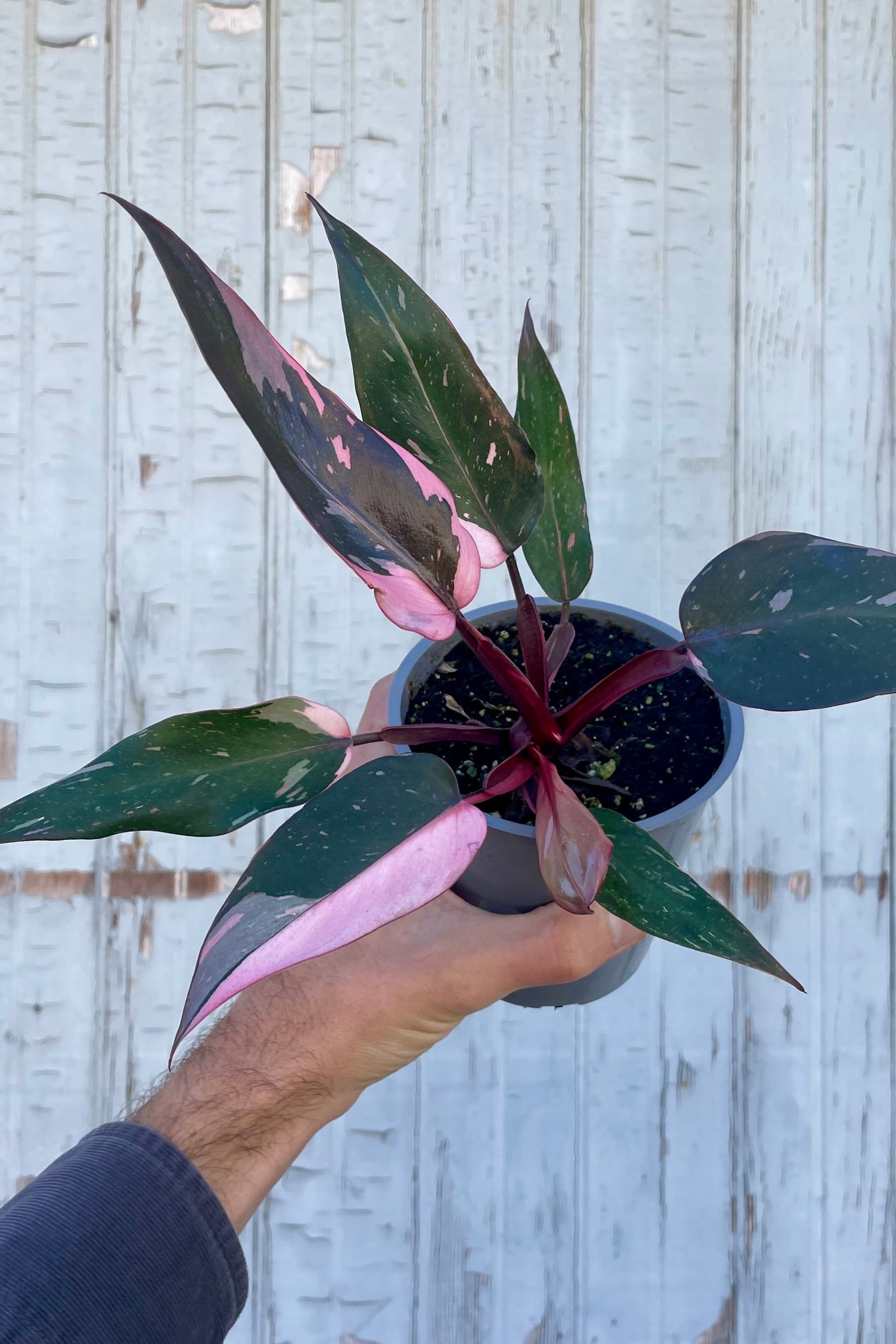 A plant with mottled pink leaves held in front of a wooden wall. A hand holds Philodendron Pink Princess. ©Sprout Home