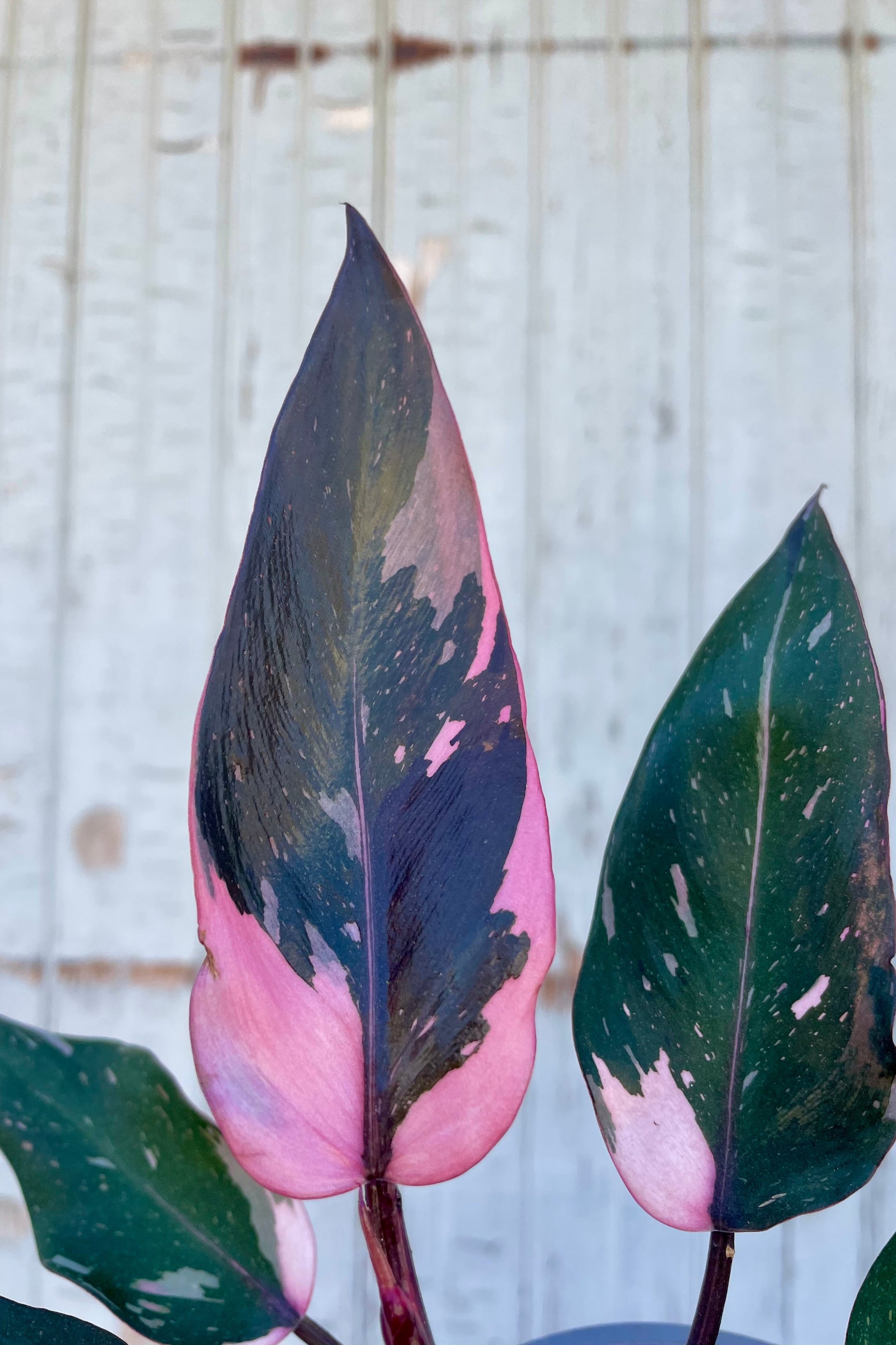 Pink mottled leaves of Philodendron Pink Princess in front of a wooden wall ©Sprout Home