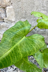 Close photo of finely marbled leaves of Philodendron 'Paraiso Verde' against a cement wall.