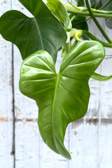A detailed view of Philodendron panduriforme 'Panda' 10" against wooden backdrop