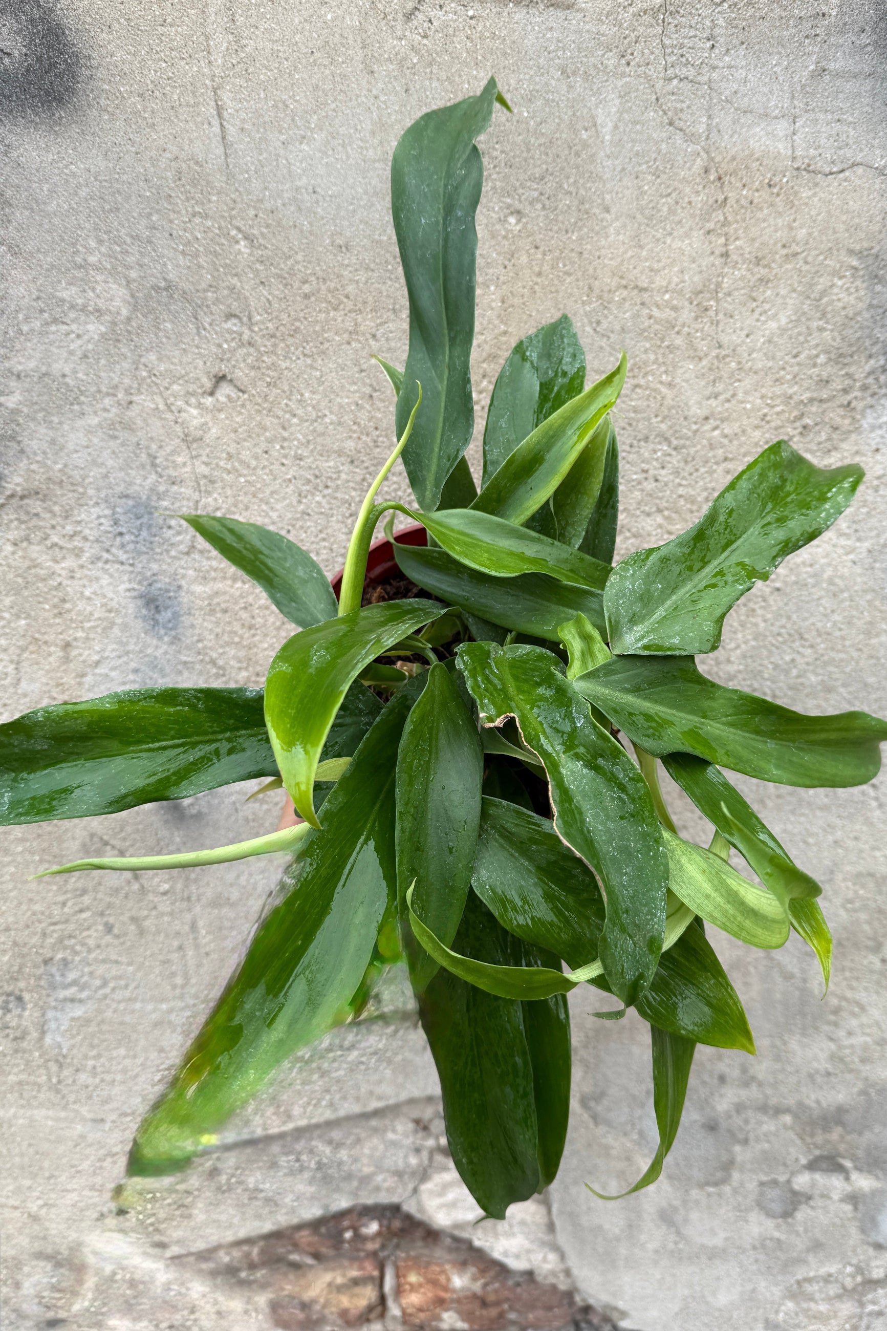 Philodendron panduriforme 'Panda' 6" against a textured stone wall ©Sprout Home