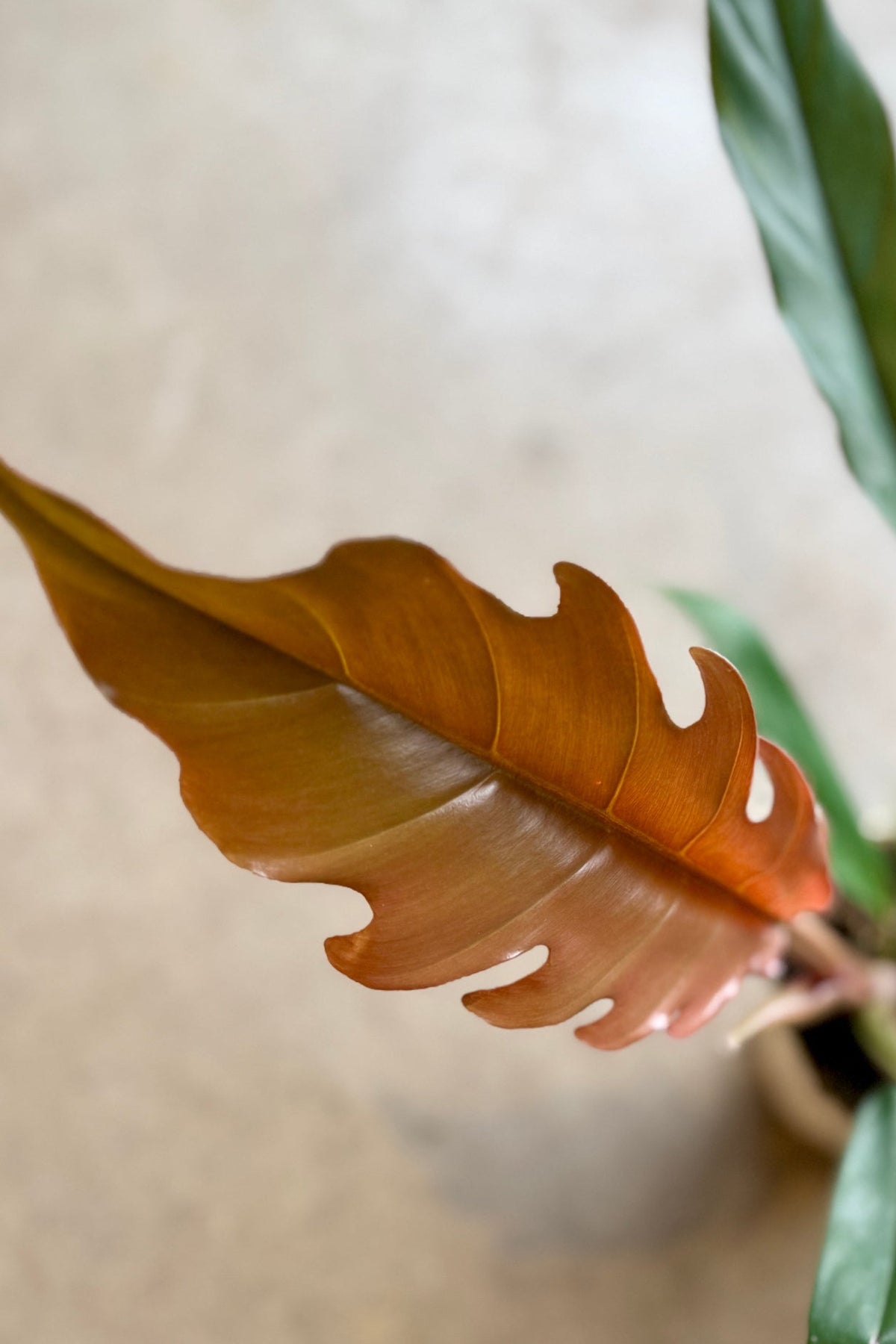 Close-up of a Philodendron 'Pluto' 4" plant with a focus on a brown leaf against a blurred background ©Sprout Home