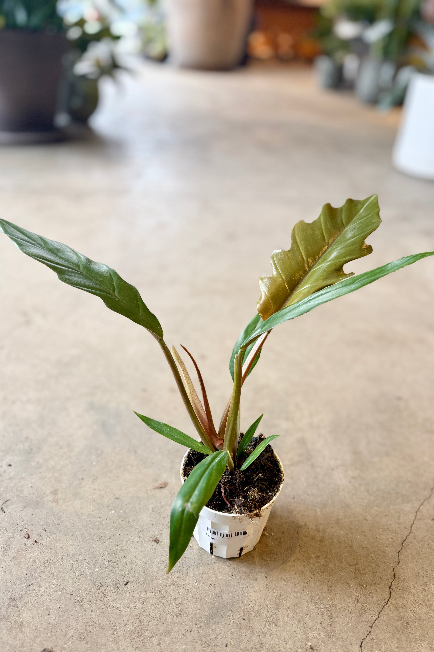 Philodendron 'Pluto' 4