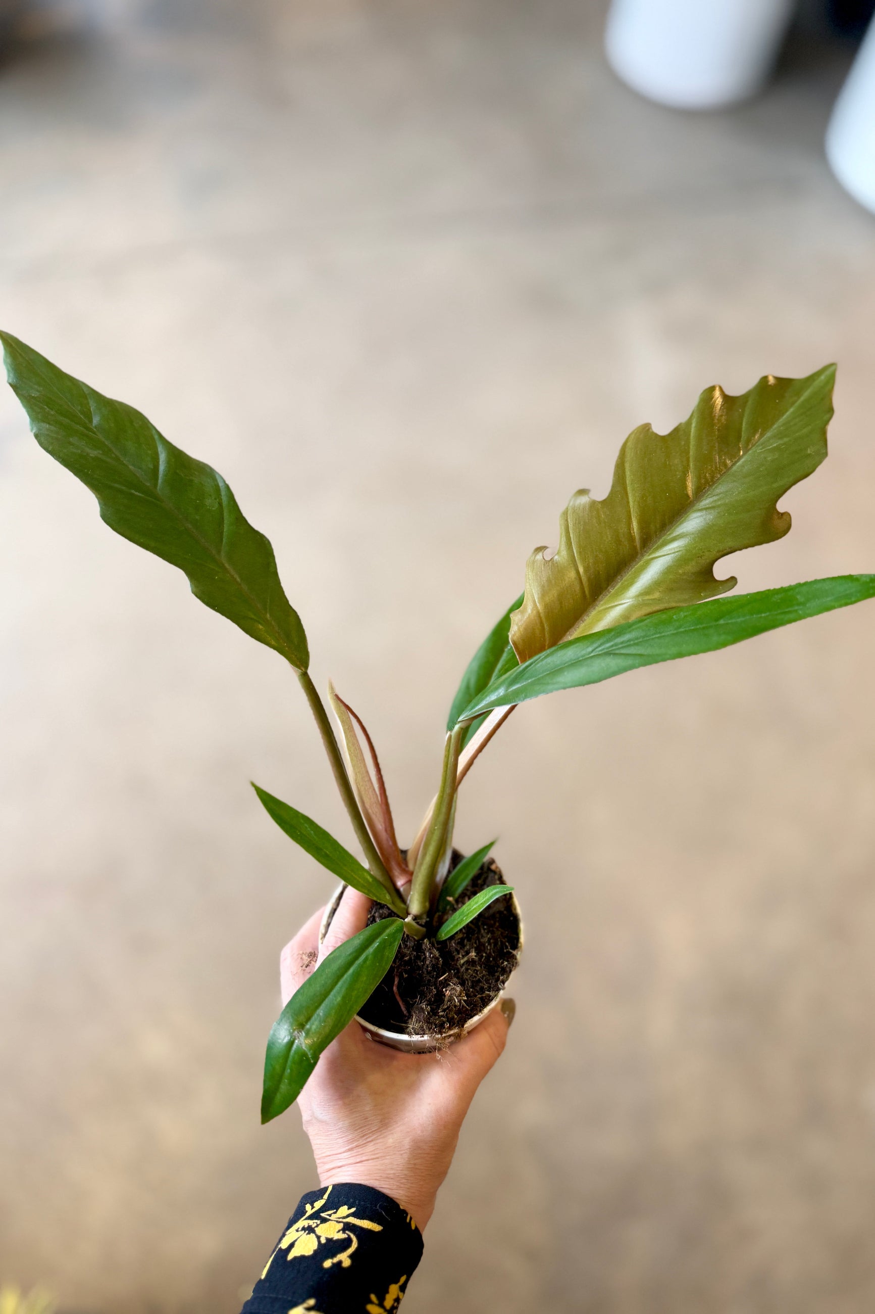 Hand holding a Philodendron 'Pluto' 4" potted plant with a blurred background ©Sprout Home