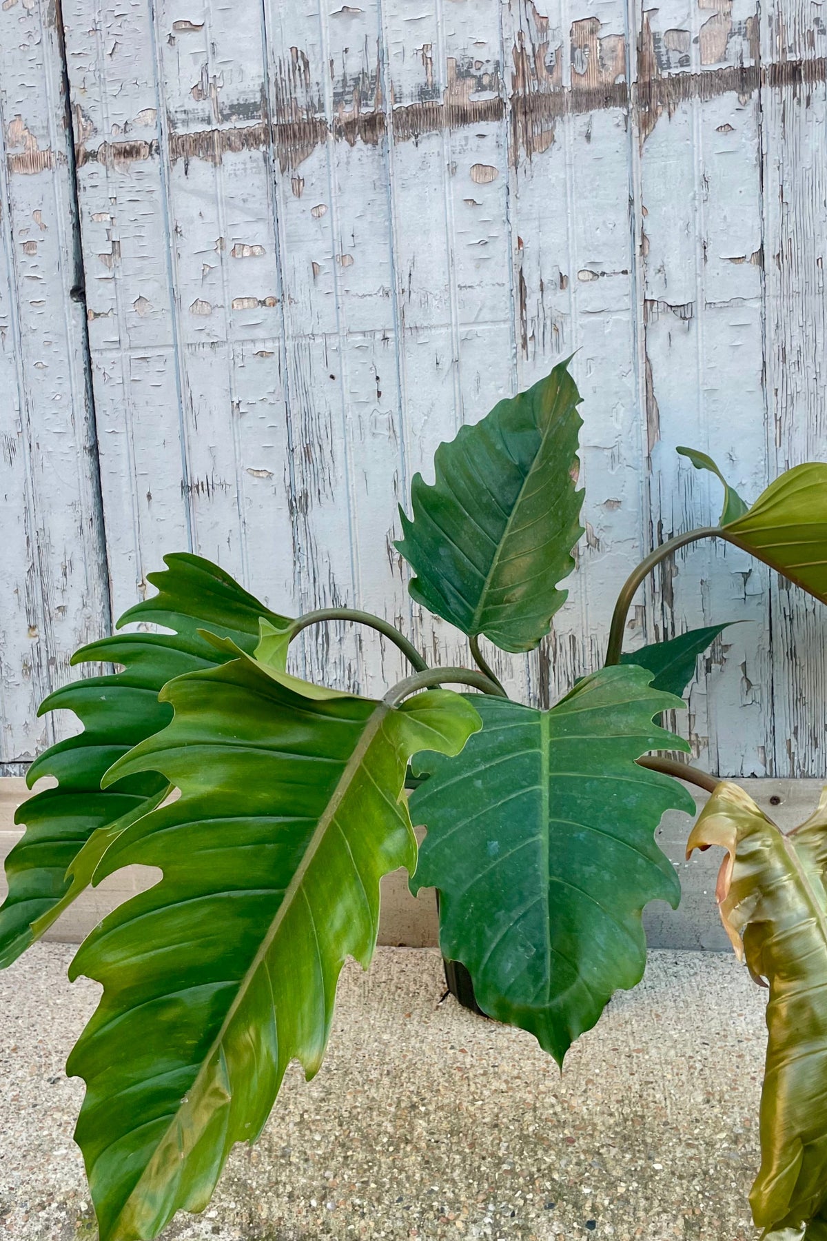 A broad Philodendron in front of a wooden gray wall ©Sprout Home