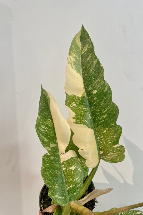 Photo of marbled green and cream lance shaped leaves of Philodendron 'Ring of Fire' against a white wall.