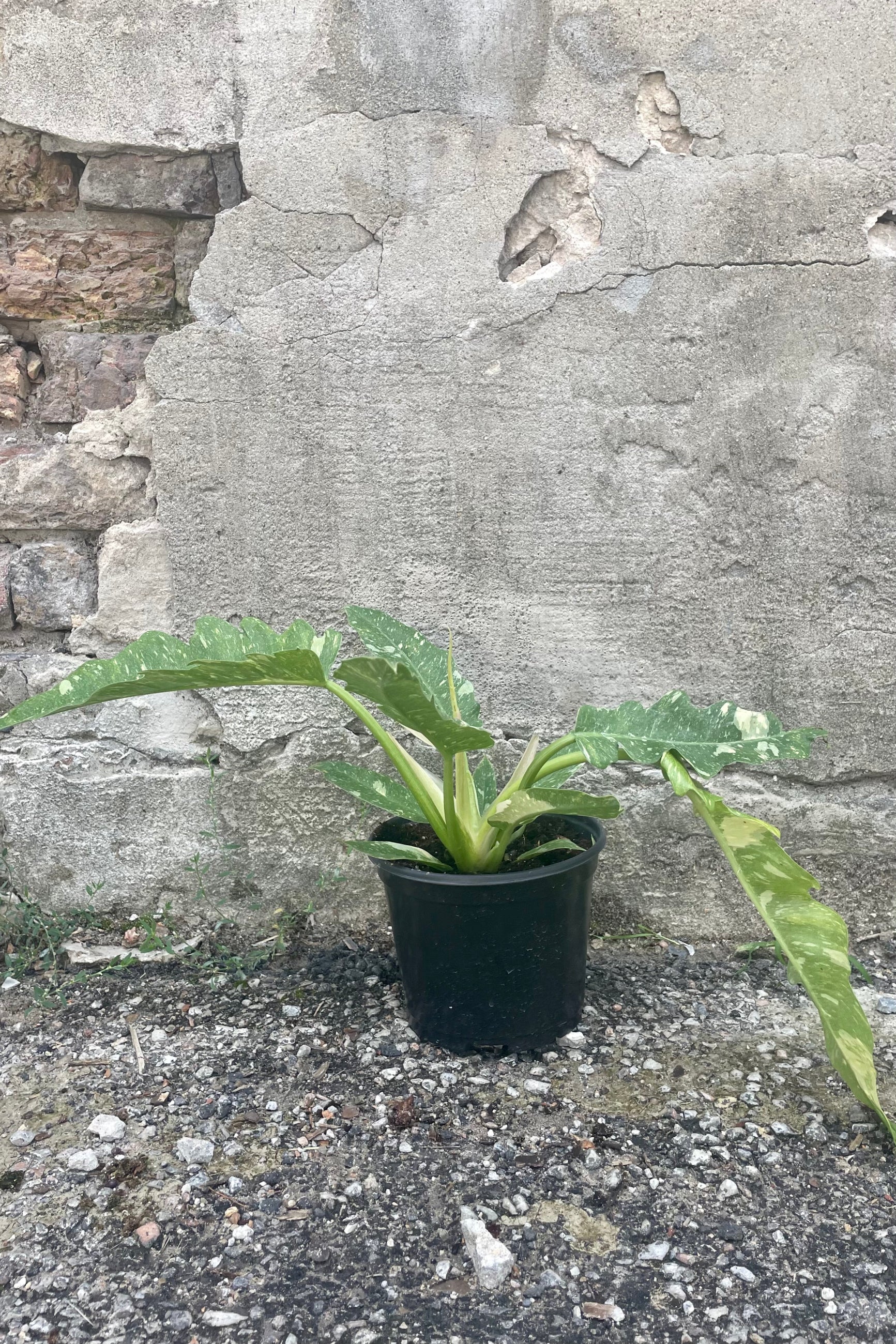 Photo of a Philodendron 'Ring of Fire' plant in a black pot against a cement wall. ©Sprout Home