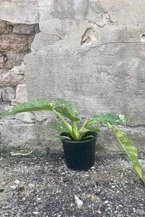 Photo of a Philodendron 'Ring of Fire' plant in a black pot against a cement wall.