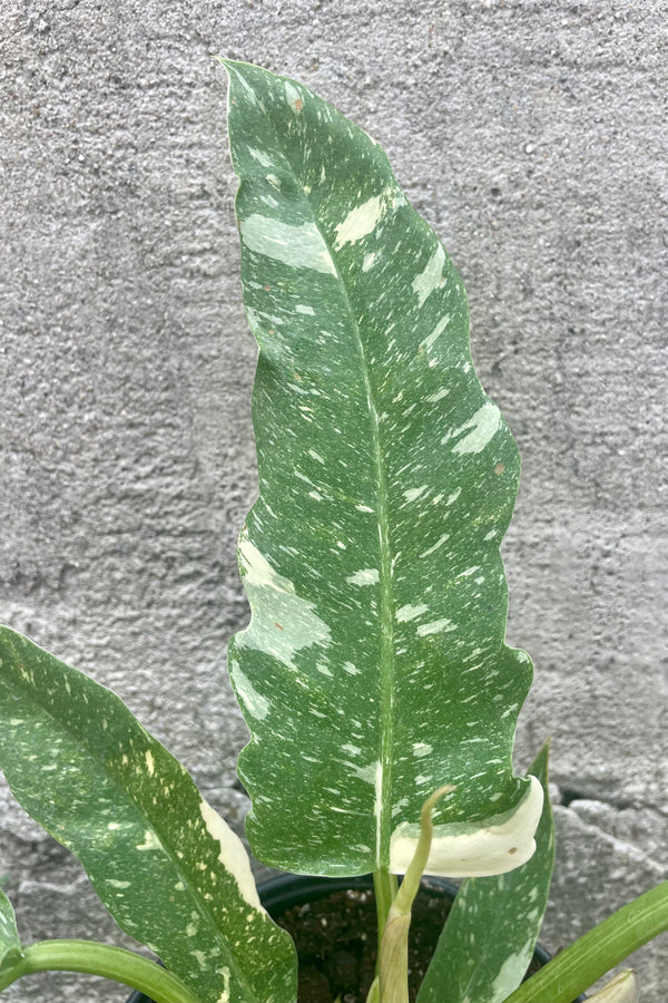 Photo of the mottled and variegated leaf of Philodendron 'Ring of Fire' against a cement wall.