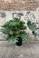 Thaumatophyllum selloum in a 14" growers pot against a concrete and brick wall. 