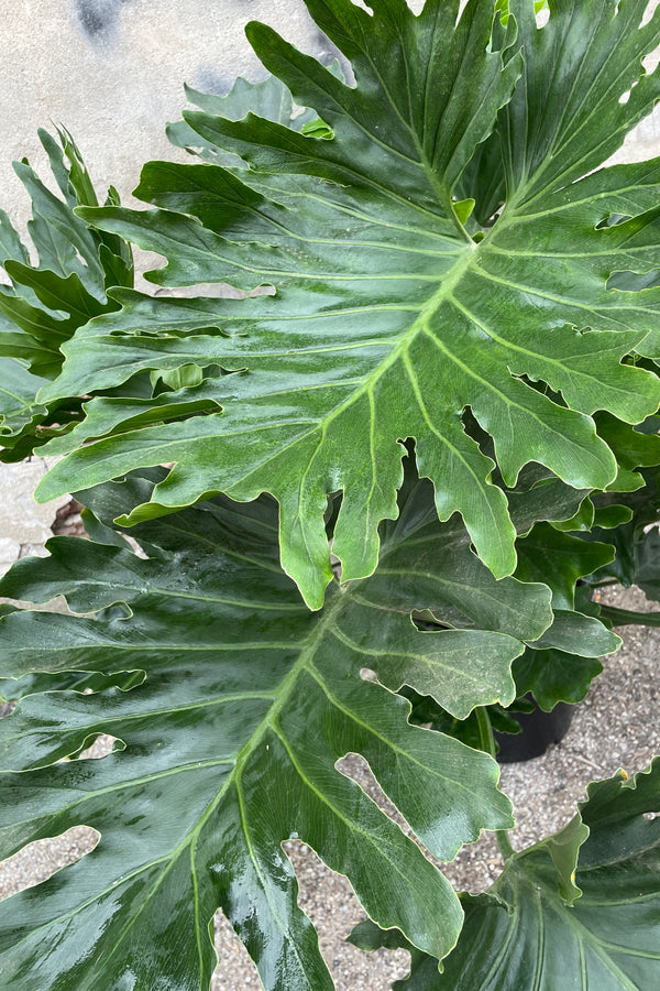 A close of the huge green leaves of the Thaumatoophyllum selloum. 