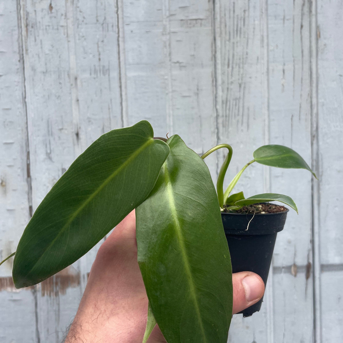 ebay philodendron spiritus sancti Philodendron spiritus-sancti 4" at SPROUT HOME