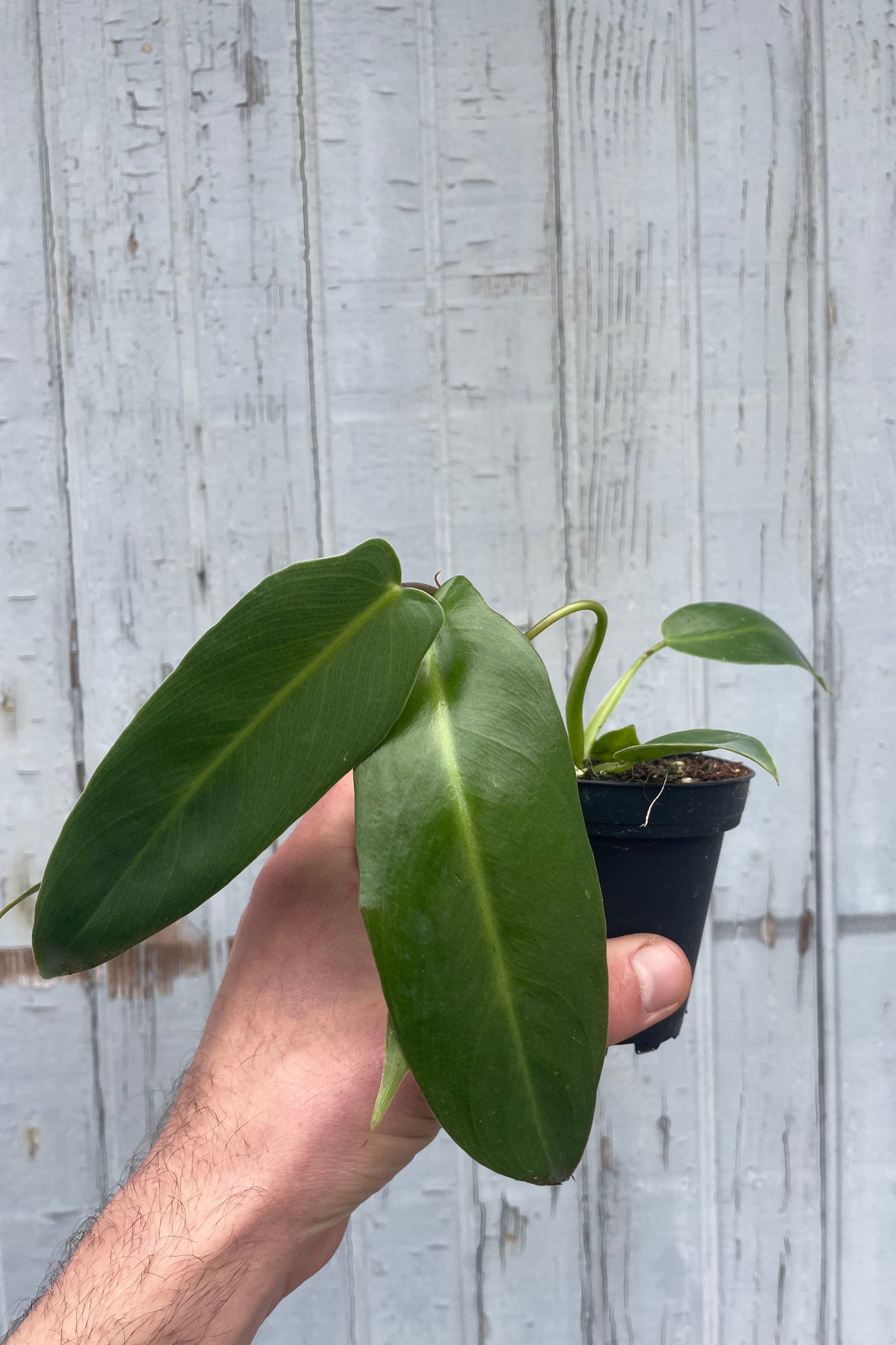 A hand hold a plant in a black pot in front of a gray wall. The plant has a long narrow dark green leaves. ©Sprout Home