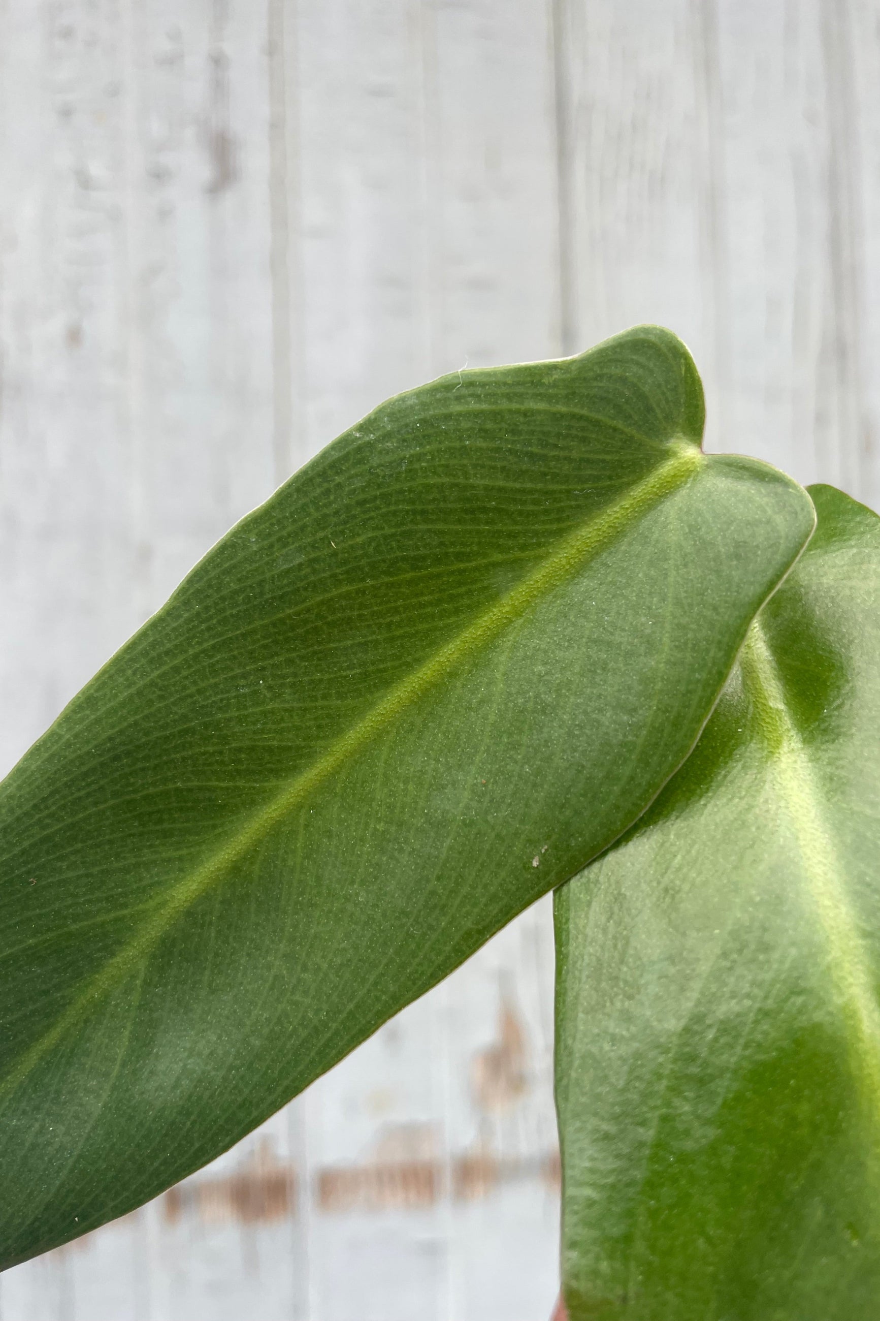 A close photo of a narrow green leaf in front of a gray wall. The plant is Philodendron spiritus-sancti. ©Sprout Home