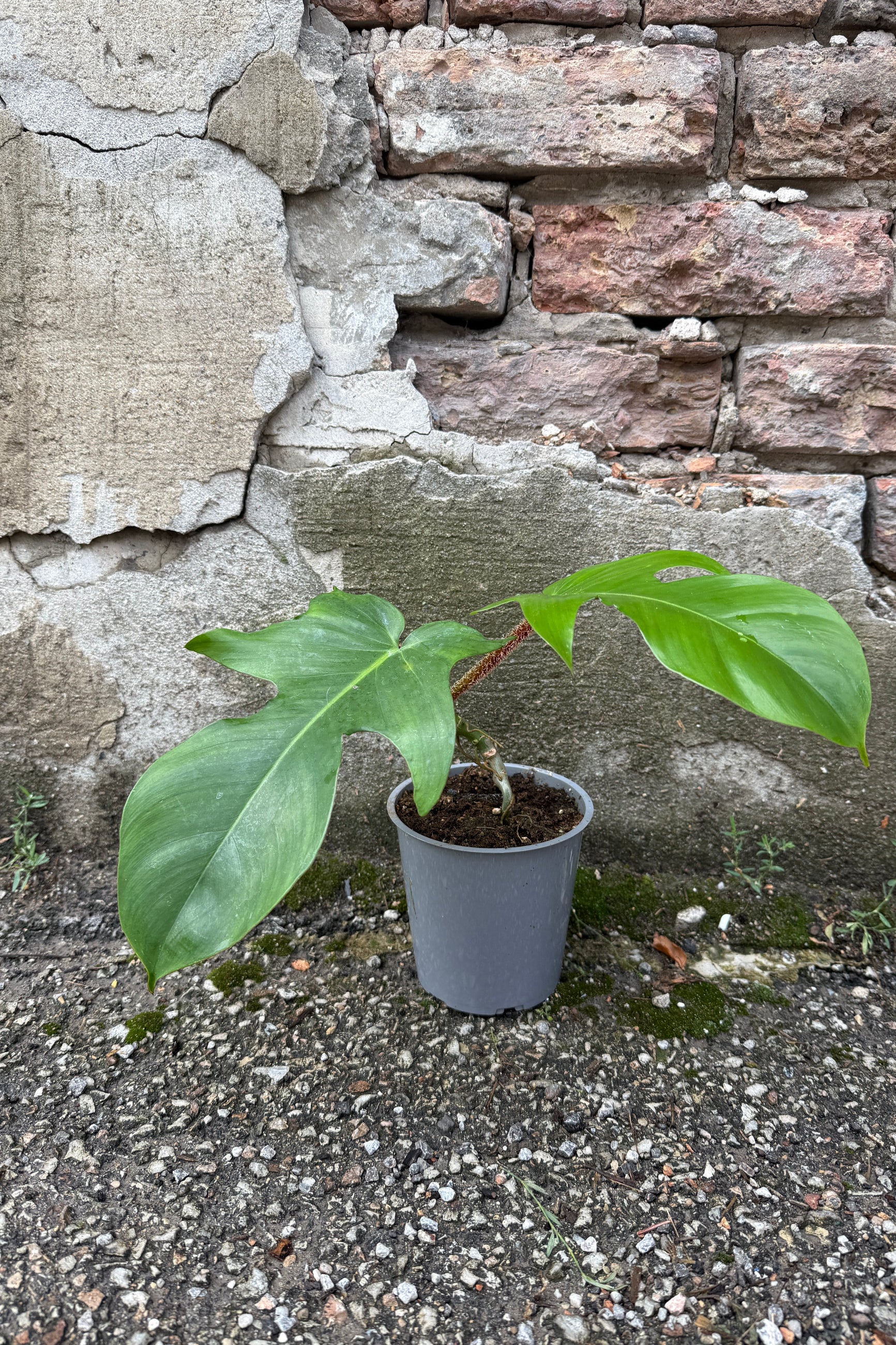 Philodendron squamiferum in a 5" growers pot against a concrete and brick wall ©Sprout Home