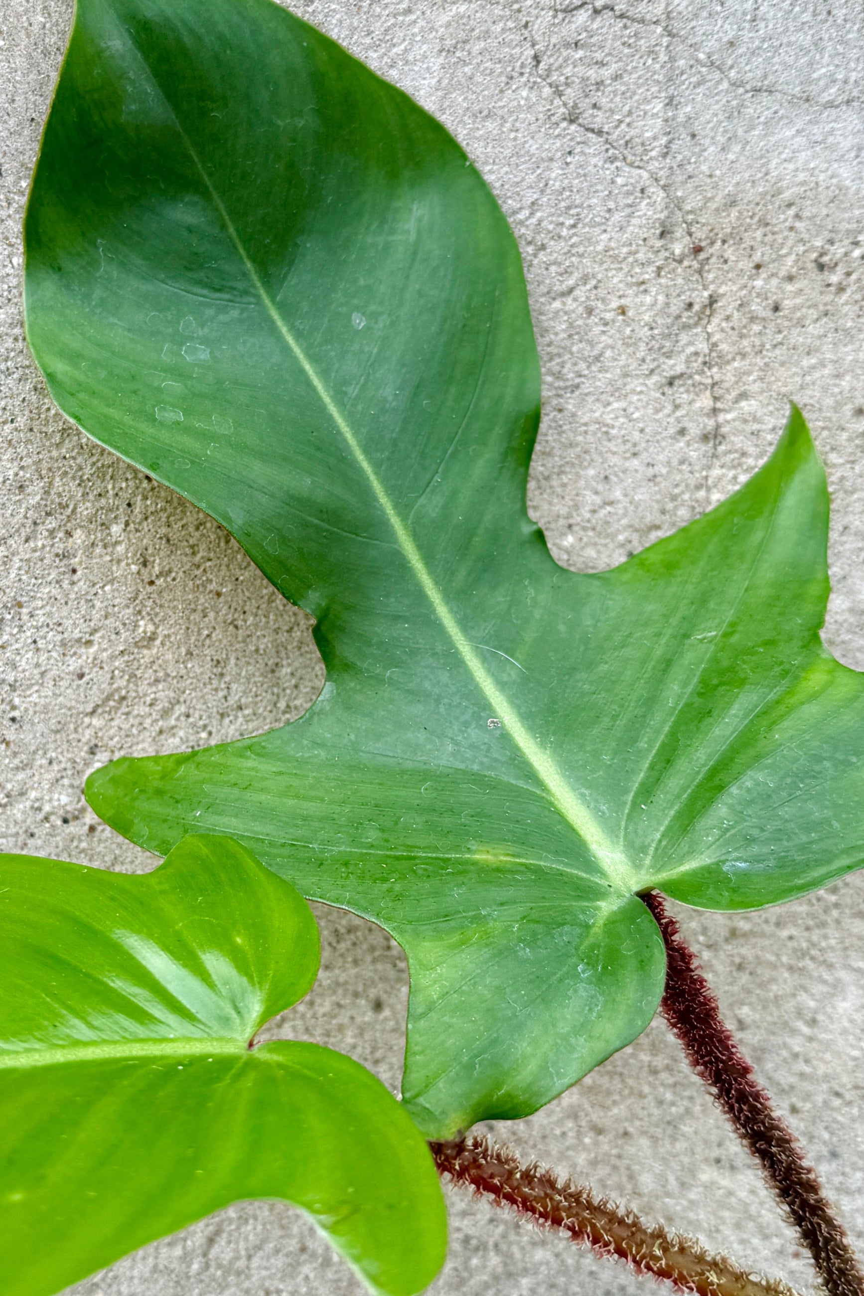 Philodendron squamiferumgreen shapely leaves against concrete ©Sprout Home