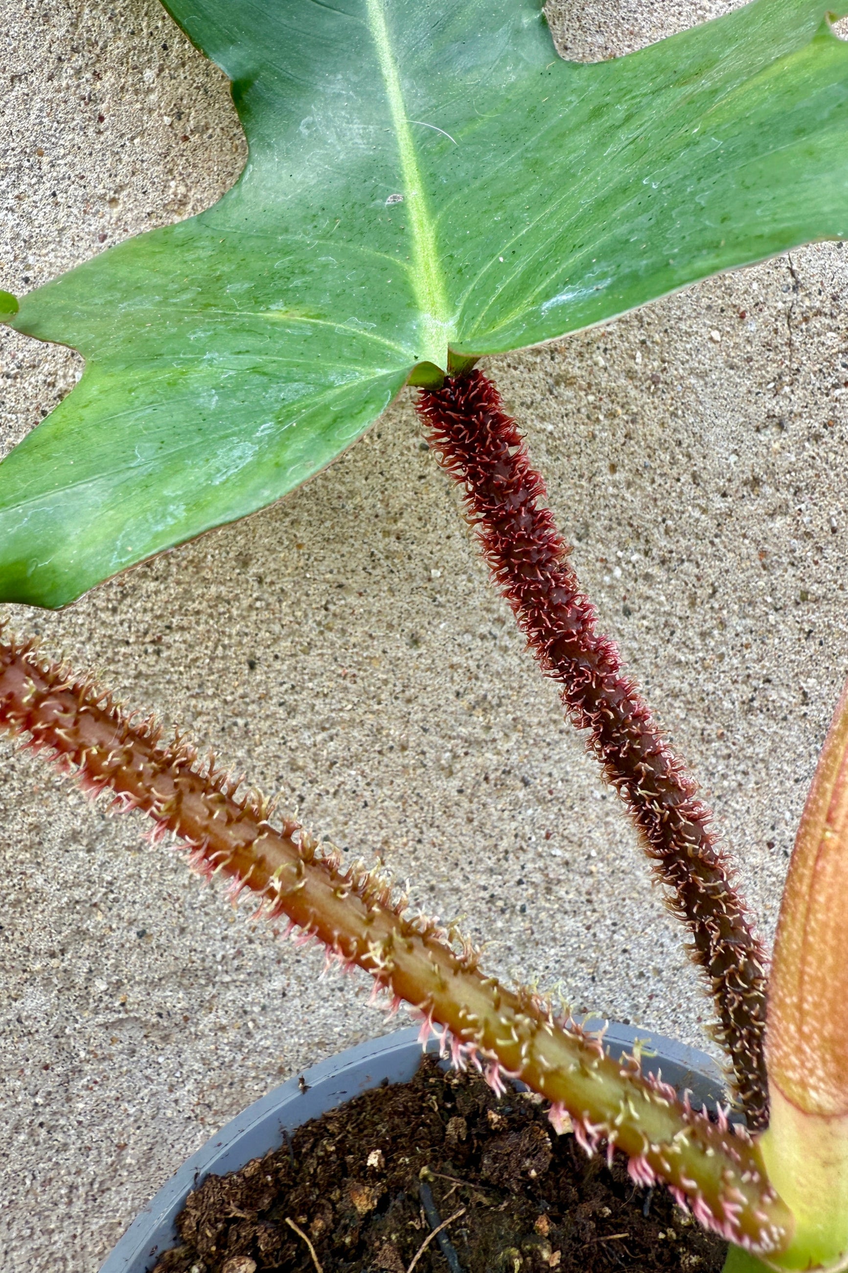 Philodendron squamiferum showing its hairy stems ©Sprout Home